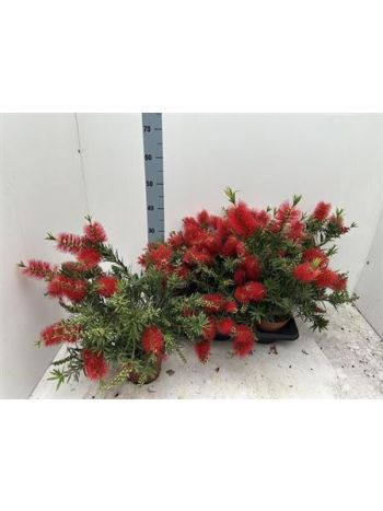 CALLISTEMON BOKOR