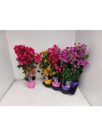 BOUGAINV PYRAMID MIX