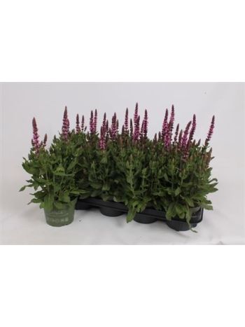 SALVIA S ROSE MARVEL