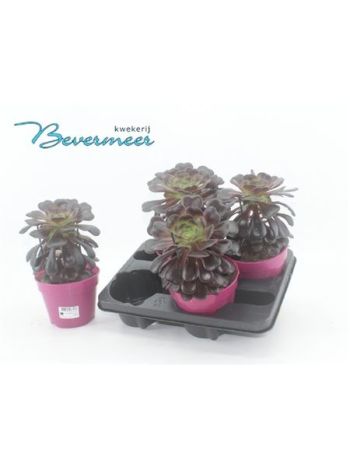AEONIUM AB VELOURS