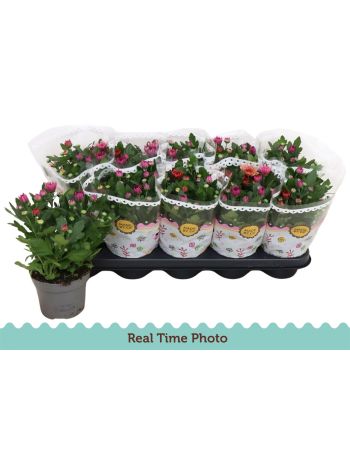 CHRYS MO AUB GEM POT