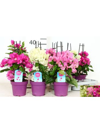 BOUGAINV PYRAMID MIX