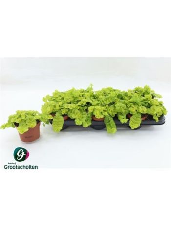 LYSIM NUMMULARIA LIZINKA