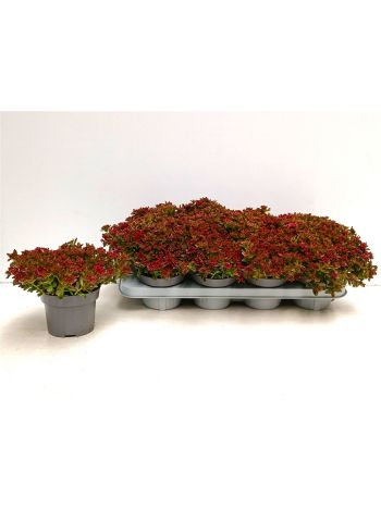 SEDUM SPU SPOT D ROS