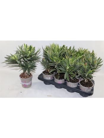 NERI OLEANDER
