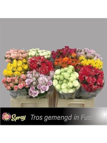 R TR4 GEM IN FUST