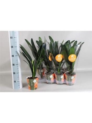 CLIVIA MI