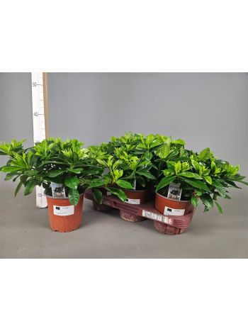 GARDENIA JASMINOIDES