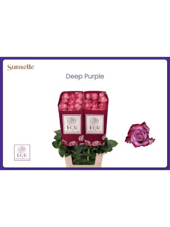 R EC7 DEEP PURPLE *25