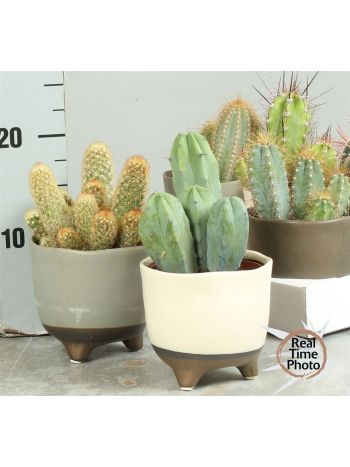CACTUS MIX LÁBAS KASPÓS
