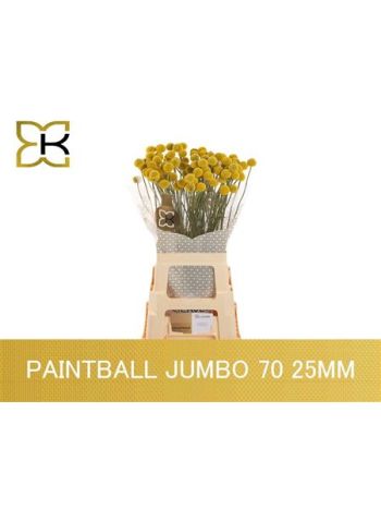 CRAS PAINTBALL JUMBO 65CM