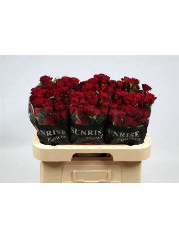 R TR RED TRENDSETTER 60CM