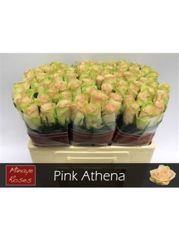 R GR5 PINK ATHENA