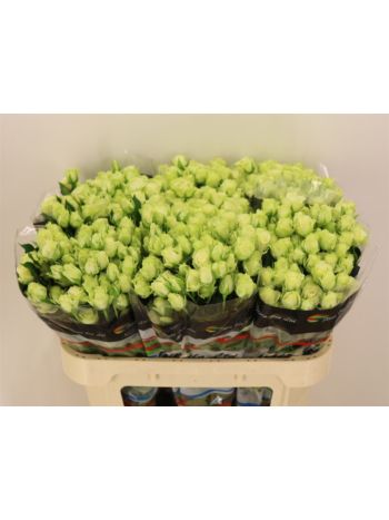 R TR GREEN GLOW 70CM