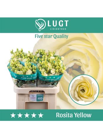 EUS G ROSI YELLOW