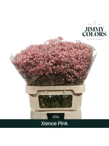 GYPS PA OV KLB H% - PINK