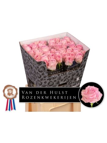 R GR ZAINA! 70CM