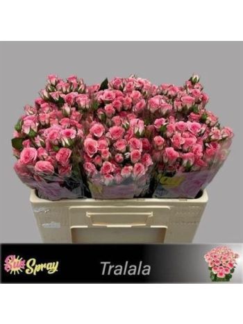 R TR5 TRALALA