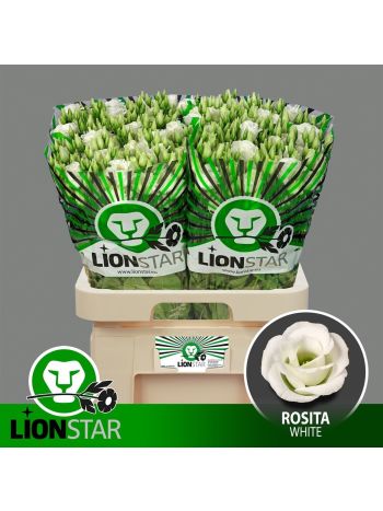 EUS G  ROSI WHITE