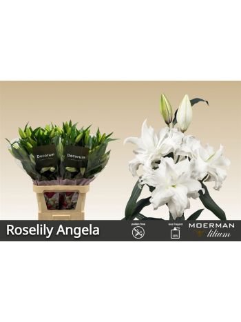 LI OR DU RL ANGELA