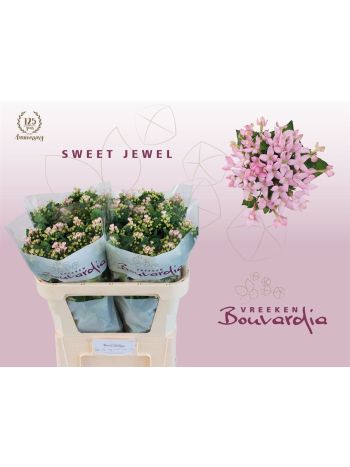 BOU EN SWEET JEWEL