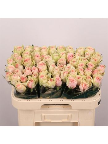 R GR FRUTTETO 60CM