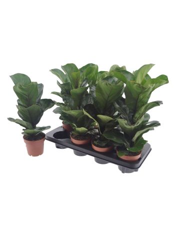 FICUS LYRATA BAMBINO