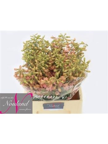 DELPH EN PINK SENSAT 60CM