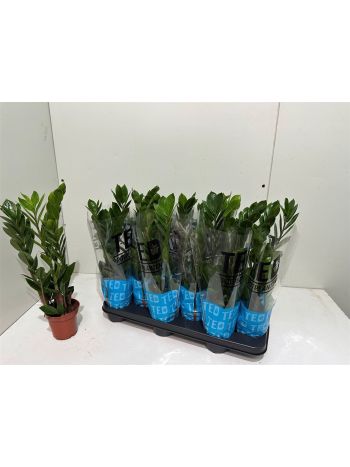ZAMIOCULCAS ZAMIIFOL
