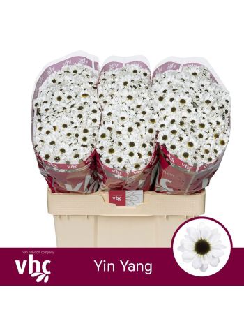 CHR SAN YIN YANG
