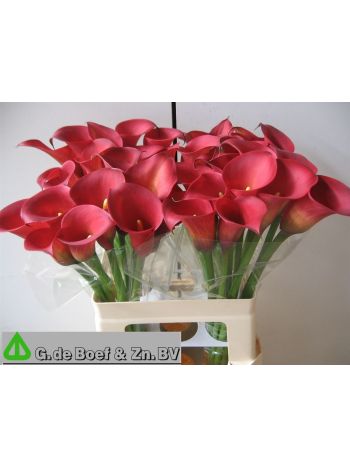 ZANT OV - RED 60CM