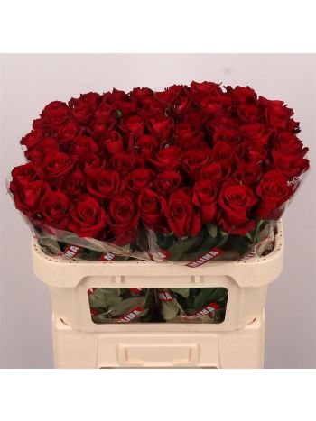 R GR EVER RED 70CM