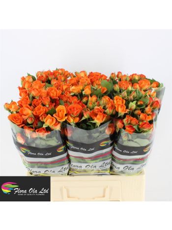 R TR  BABE 60CM