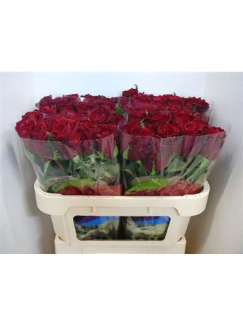 R GR EVER RED 70CM