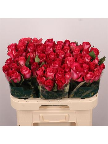 R GR NICOLETTA 60CM