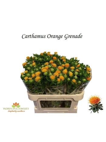 CARTH T ORANGE GRENA