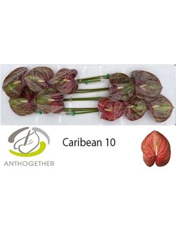 ANTH A CARIBEAN *10