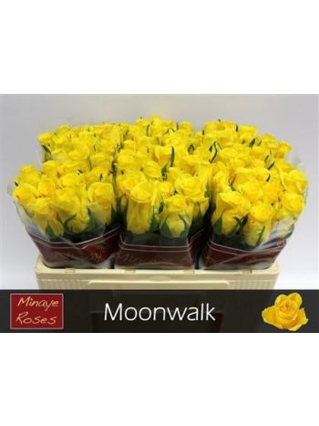 R GR5 MOONWALK