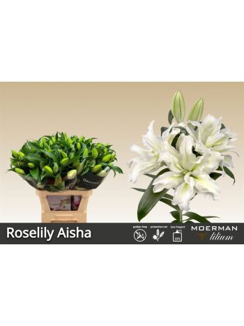 LI OR DU RL AISHA