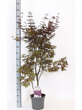 ACER RED SENTINEL