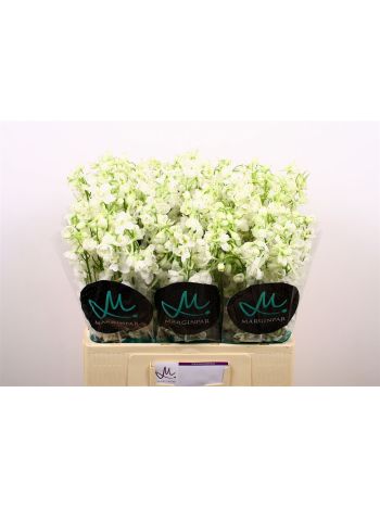 DELPH EN BE AN WHITE 60CM