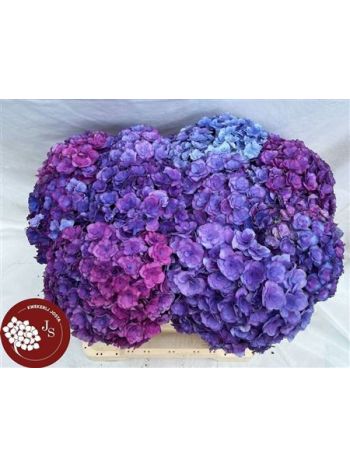 HYDR  M ROY ANASTA RS 50CM