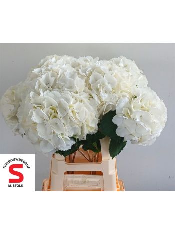 HYDR M SCHNEEBALL 65CM