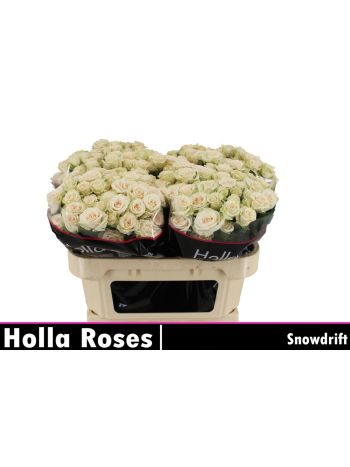 R TR TR SNOWDRIFT 70CM