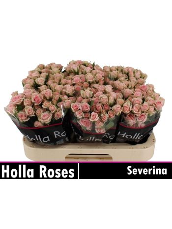 R TR SEVERINA 60CM