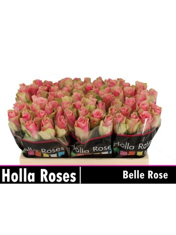 R GR5 BELLE ROSE
