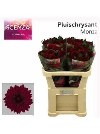 CHR G MONZA