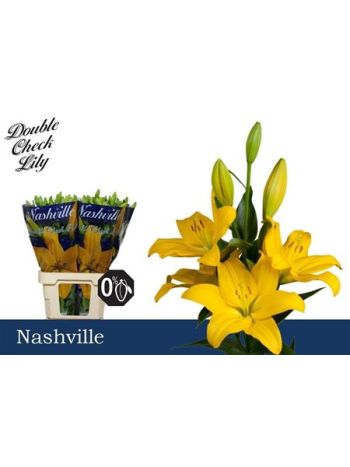 LI LA NASHVILLE