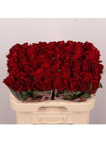 R GR EVER RED 60CM