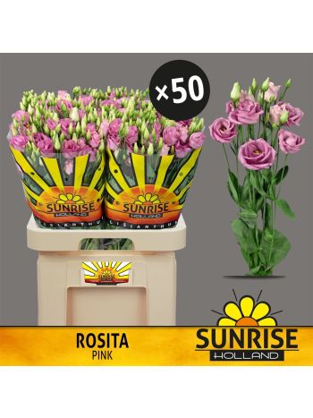 EUS G ROSI ROSE PINK